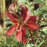 Indigofera oxytropis
